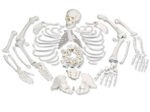 Orthopedic Bone Models