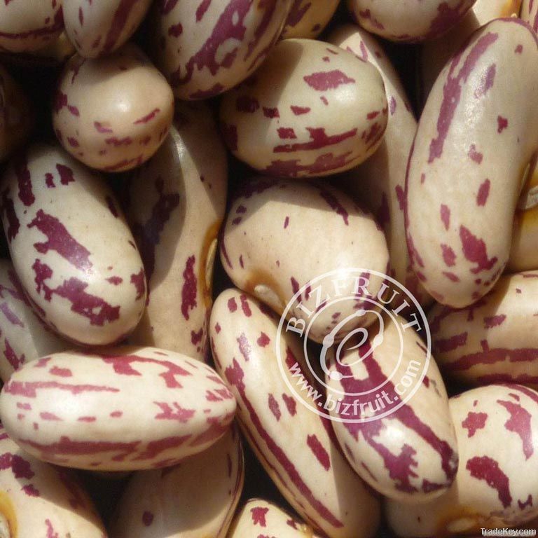 Purple Kidney Beans