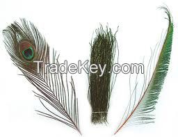 Exotic Feathers,Feather Herl, Spears, Shafts & Floats, Sarkanda Reeds