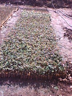 Rose Plant Seedlings