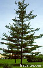 PINE OIL