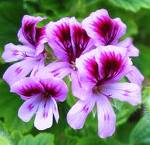 Geranium oil