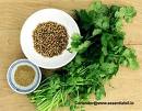 coriander oil