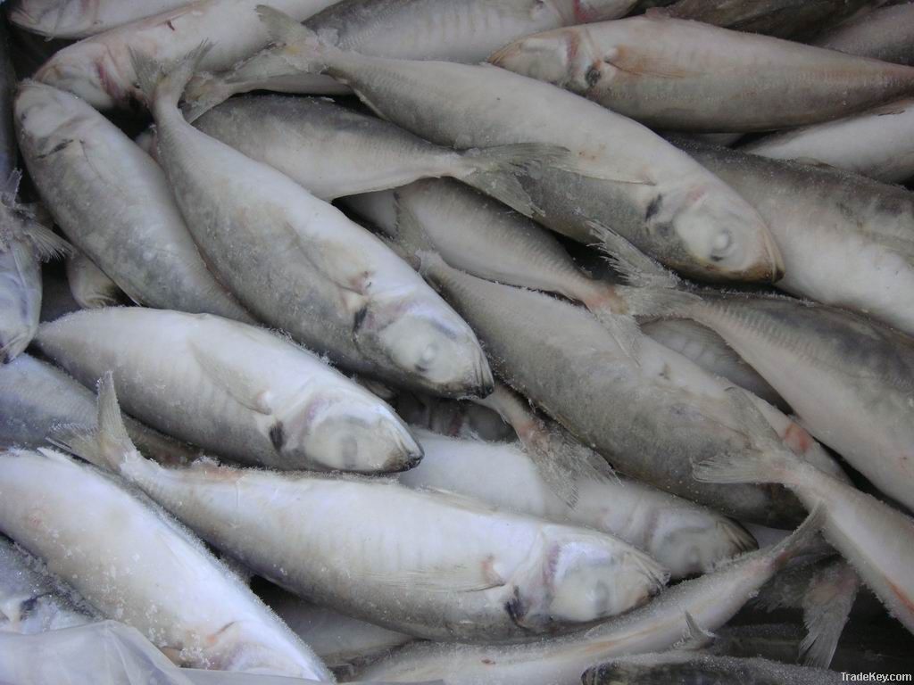 Frozen Horse Mackerel