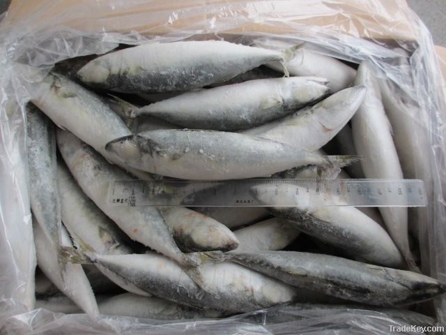 Mackerel Pacific (Frozen - IQF)