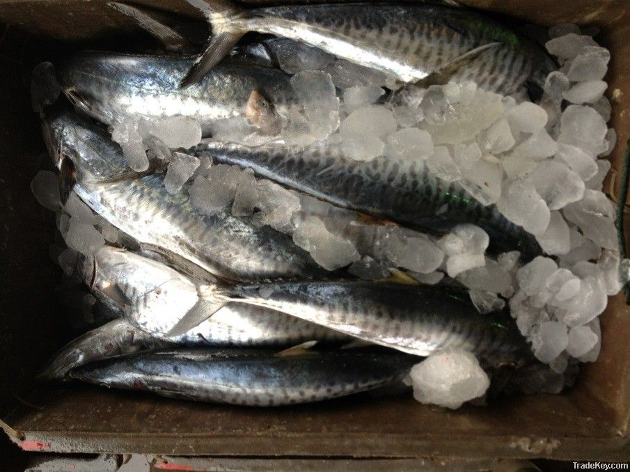 Frozen IQF spanish mackerel