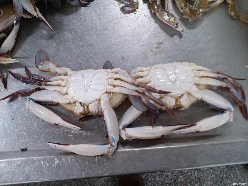 Frozen redspot swimming crab