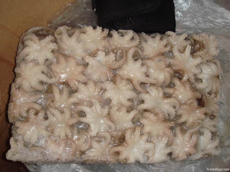 frozen baby octopus