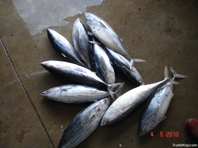 frozen eastern little tuna