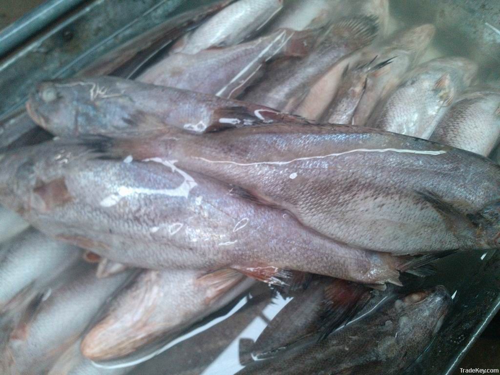 frozen brown croaker