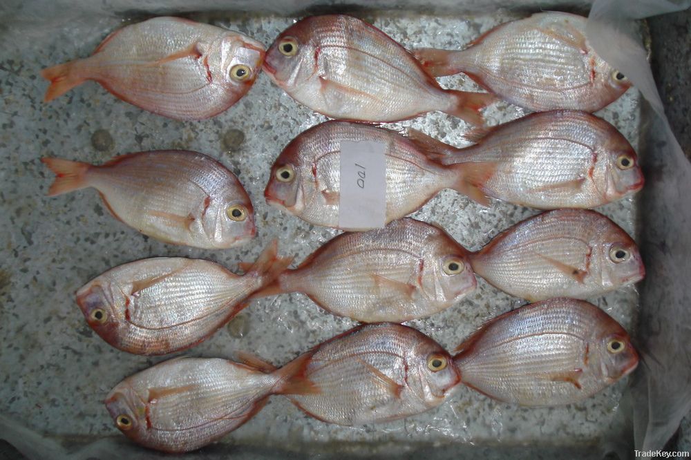 FROZEN W/R RED SEA BREAM