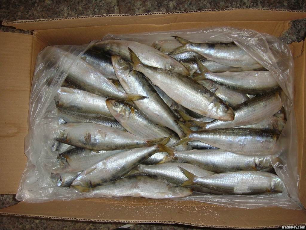 Frozen Sardine for Bait