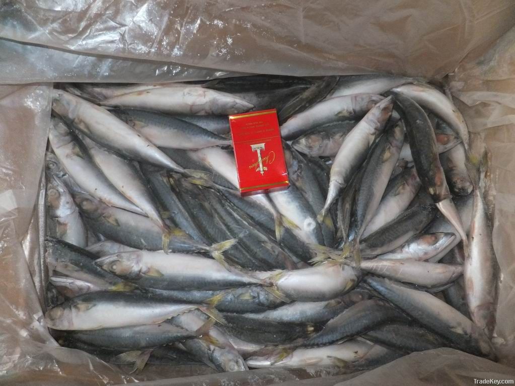 Frozen pacific mackerel for canning