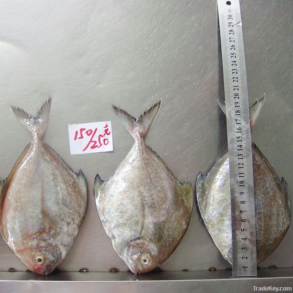 Pomfret Fish (IQF-Whole Round Black )