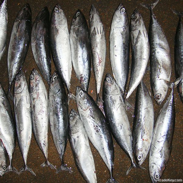 Frozen Bonito Fish