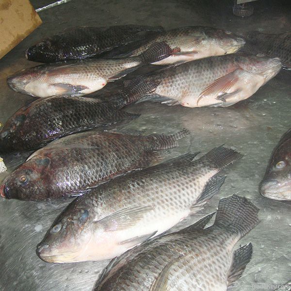 Tilapia Fish (Frozen W/R)