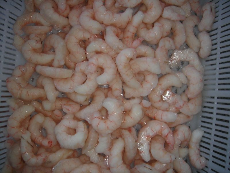 Red shrimp PUD
