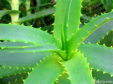 ALOE VERA PRODUCTS