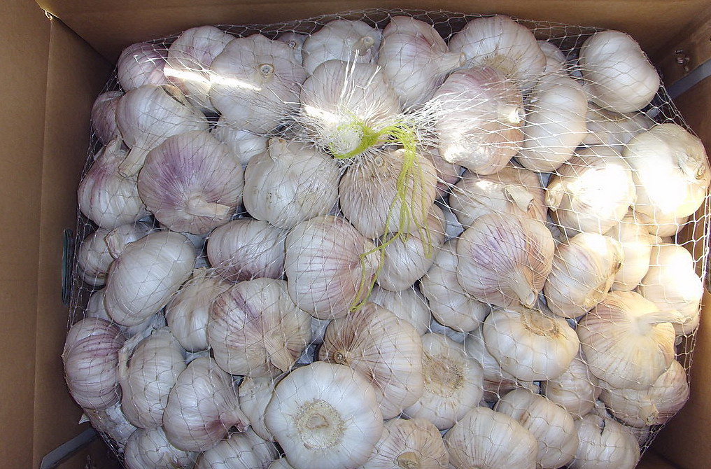 High quality jinxiang exports garlic