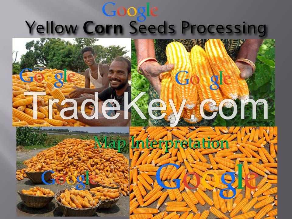 Yellow Corn