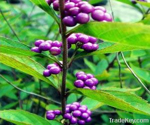 Guangdong Beautyberry Extract (Forsythoside A, Poliumoside)