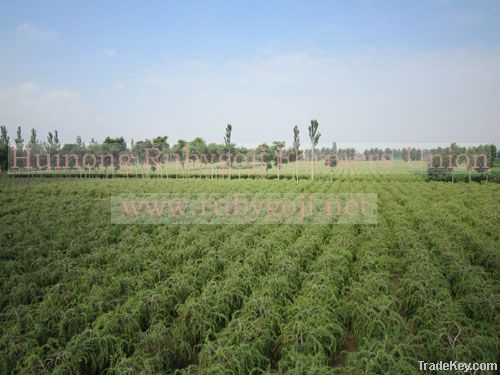 Dry Goji berries