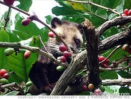 civet coffee