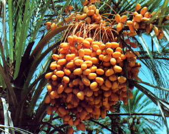 Fresh Barhi dates