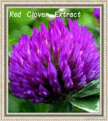 Red Clover