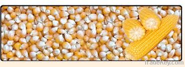 Maize | Maize Exporter | Corn Grain Seller | Maize Buyer | Bulk Maize Grain Importer | Corn bean Buyer | Corn bean Wholesaler | Corn Grain Manufacturer | Best Quality Corn Grain | Cheap Maize Supplier | Low Price Corn | Yellow Corn | White Cron | Baby Mai