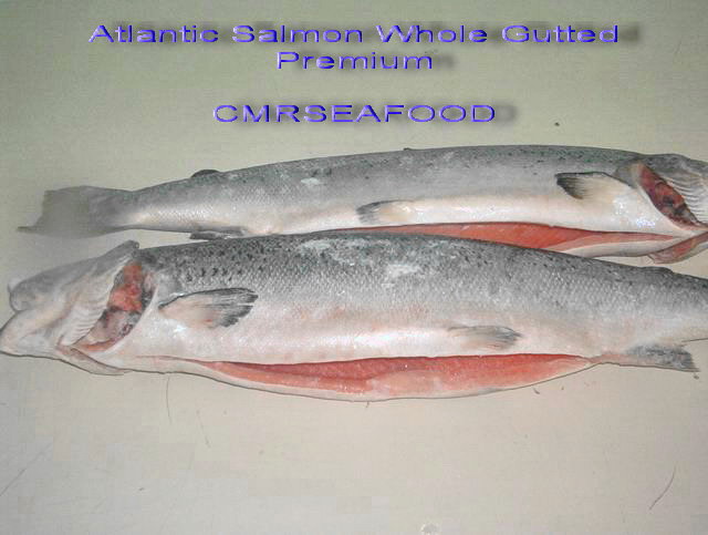 Atlantic Salmon