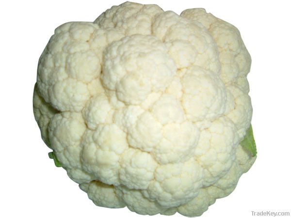 Low Price For Fresh Cauliflower !!!