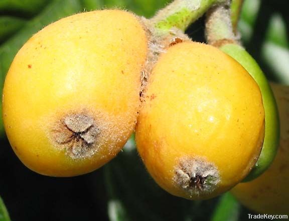 deliciours loquat is sold in wholesale price !!!