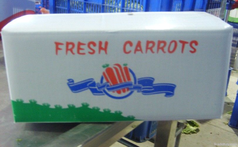 fresh carrot is on hot sell now