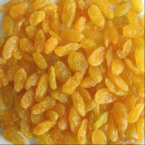 GOLDEN RAISINS