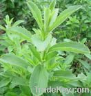 stevia