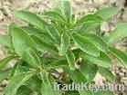 stevia