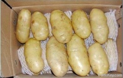 fresh holland potatoes 2011 crop