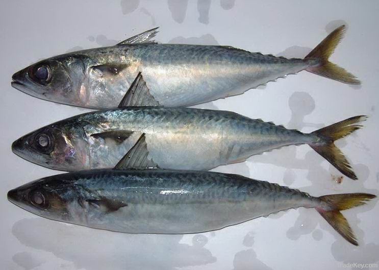 pacific mackerel Scomber Japonicus 