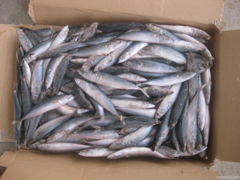 frozen sardines fish (Sardinella longiceps)