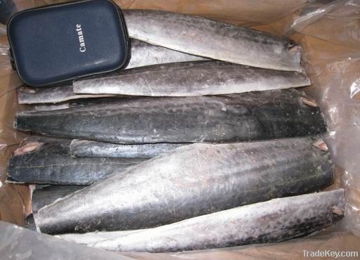 frozen spanish mackerel fish(SCOMBEROMORUS NIPHONIUS, COMMERSON)