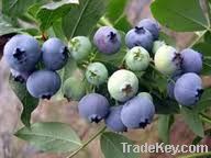 Blueberry Extract