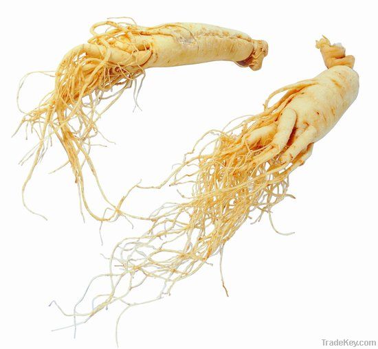 panax ginseng extract