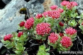 Rhodiola Rosea Extract