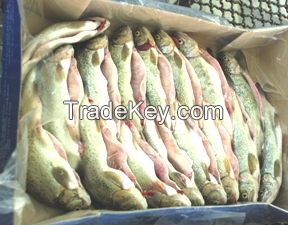 Salmon Trout Fish Fillets