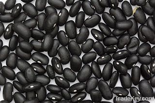 Black Beans