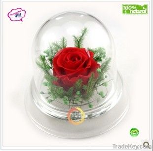 Wholesale Yunnan Preserved Flower Gift