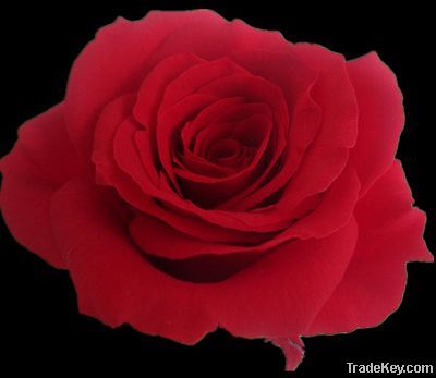 Wholesale High Quality Preserved Rose