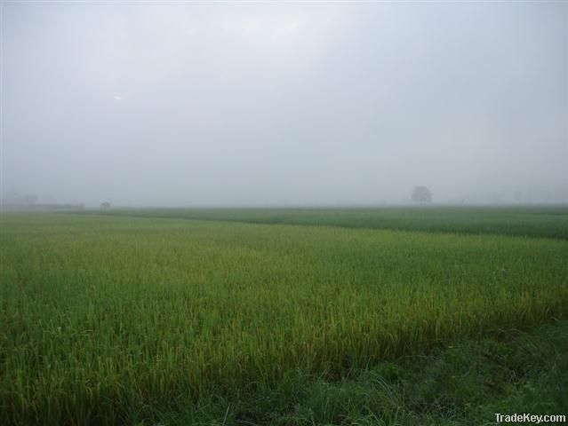 Agriculture Areas Land.