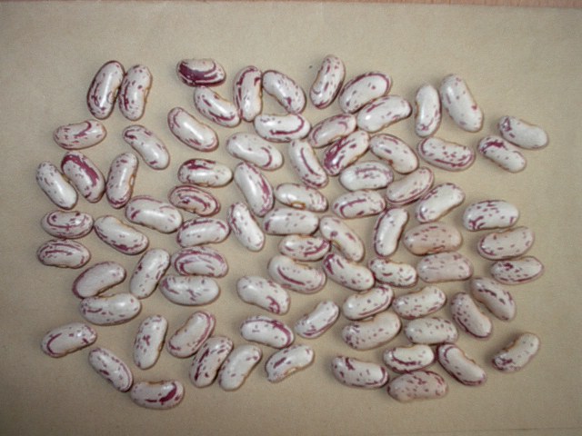 light speckled kidney beans and white beans